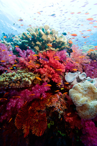 the truth about sunscreens and coral reefs diver magazine