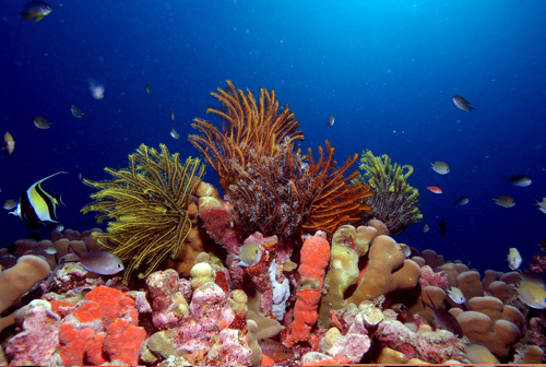 crinoids-edit-fj196