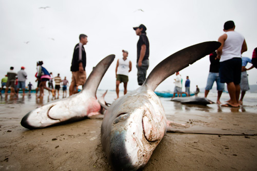 osull_m_20101808_sharkfishery0001
