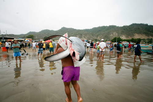 osull_m_20101808_sharkfishery0003