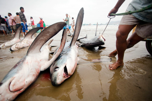 osull_m_20101808_sharkfishery0008