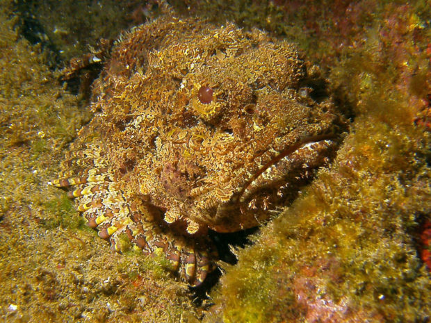 sealife-dc1400-underwater-camera-scorpionfish2-bharms-medium