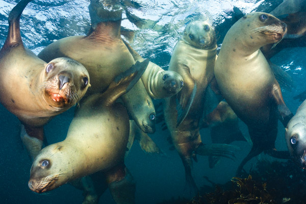Steller Sea Lion